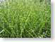 ENUstripedGrass.jpg Flora green closeup close up macro zoom
