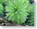 ENUswampFrond.jpg Flora leaves leafs green pine needles