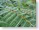 ENUtracks.jpg Flora leaves leafs green closeup close up macro zoom photography