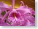 ENUvioletOrchid.jpg Flora Flora - Flower Blossoms purple lavendar lavender closeup close up macro zoom photography
