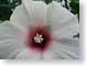 ENUwhiteHibicus.jpg Flora Flora - Flower Blossoms closeup close up macro zoom photography