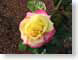 ENUyellowRose.jpg Flora Flora - Flower Blossoms photography