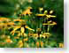 EPflowers.jpg Flora Flora - Flower Blossoms yellow green soft focus closeup close up macro zoom