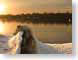 EPsydneySunrise.jpg Landscapes - Water sunrise sunset dawn dusk australia sepia tones sepiatones photography