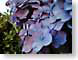 EVFpurple.jpg Flora Flora - Flower Blossoms
