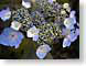 EVFpurpleTwo.jpg Flora Flora - Flower Blossoms