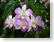 EWCorchid.jpg Flora Flora - Flower Blossoms closeup close up macro zoom photography