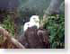 EWbaldEagle.jpg Fauna birds avian animals nature trees forest woods woodlands