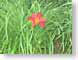 EWflower.jpg Flora Flora - Flower Blossoms grass green