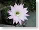 FAcactus.jpg Flora white Flora - Flower Blossoms