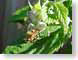 FBarachnidFeast.jpg Fauna Flora insects bugs spider webs spiderwebs green bees honeybees honey bees