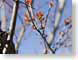 FBmilanLeafBud.jpg Flora blue italy photography tree branches