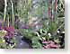 FDtabacon.jpg Flora ferns