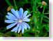 FJS01chicory.jpg Flora Flora - Flower Blossoms leaves leafs green blue