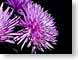 FJS01chrysanth.jpg Flora - Flower Blossoms photography closeup close up macro zoom purple lavendar lavender