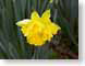 FJS01daffodil.jpg Flora Flora - Flower Blossoms yellow green
