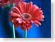 FJS01gerbera.jpg Flora Flora - Flower Blossoms closeup close up macro zoom blue red photography