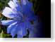 FJS01wildflowers.jpg Flora Flora - Flower Blossoms blue