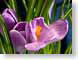 FJS02Crocus.jpg Flora Flora - Flower Blossoms closeup close up macro zoom photography