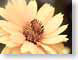 FJS02GiantDaisy.jpg Flora Flora - Flower Blossoms yellow closeup close up macro zoom photography