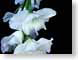FJS02Gladiolus.jpg Flora white Flora - Flower Blossoms black
