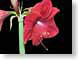 FJS02amigo.jpg Flora Flora - Flower Blossoms black closeup close up macro zoom red photography