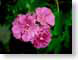 FJS02begonia.jpg Flora Flora - Flower Blossoms leaves leafs green pink