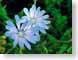 FJS02chicory.jpg Flora Flora - Flower Blossoms green blue