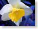 FJS02daffodil.jpg Flora white Flora - Flower Blossoms yellow blue