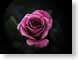 FJS02dustyRose.jpg Flora Flora - Flower Blossoms pink