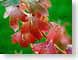 FJS02fallLeaves.jpg Flora green red