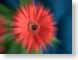FJS02gerbera.jpg Flora Flora - Flower Blossoms closeup close up macro zoom photography blurry
