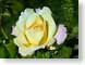 FJS02morningRose.jpg Flora Flora - Flower Blossoms yellow green photography