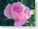 FJS02pinkRose.jpg Flora Flora - Flower Blossoms pink