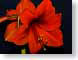 FJS02redlion.jpg Flora - Flower Blossoms closeup close up macro zoom red photography black