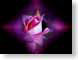 FJS02rosebud.jpg Flora Flora - Flower Blossoms pink