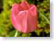 FJS02tulip.jpg Flora Flora - Flower Blossoms closeup close up macro zoom pink