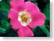 FJS02uRose.jpg Flora Flora - Flower Blossoms pink
