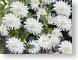 FJS02whiteDahlia.jpg Flora white Flora - Flower Blossoms green