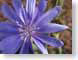 FJS03Chicory.jpg Flora Flora - Flower Blossoms purple lavendar lavender