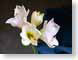 FJS03amaryllis.jpg Flora Flora - Flower Blossoms closeup close up macro zoom photography