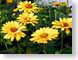 FJS03daisies.jpg Flora Flora - Flower Blossoms green