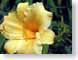 FJS03dayLilly.jpg Flora Flora - Flower Blossoms yellow green