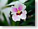 FJS03orchid.jpg Flora Flora - Flower Blossoms