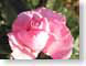 FJS03rose.jpg Flora Flora - Flower Blossoms pink