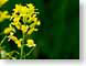 FJS03wildflowers.jpg Flora Flora - Flower Blossoms yellow green closeup close up macro zoom photography