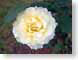 FJS03yellowRose.jpg Flora Flora - Flower Blossoms closeup close up macro zoom photography