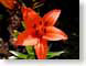 FJS0403tigerLily.jpg Flora Flora - Flower Blossoms red orange