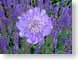 FJS0405blues.jpg Flora Flora - Flower Blossoms purple lavendar lavender