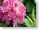 FJS0405rhodo.jpg Flora Flora - Flower Blossoms green pink